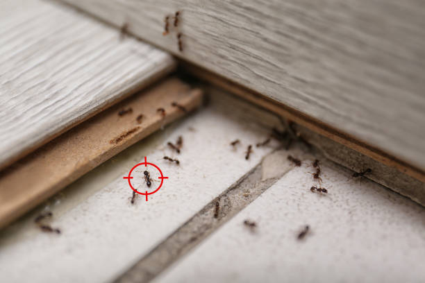 Best Flea Control Services  in Churchill, OH